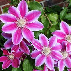 Clematite 'Dr Ruppel'
